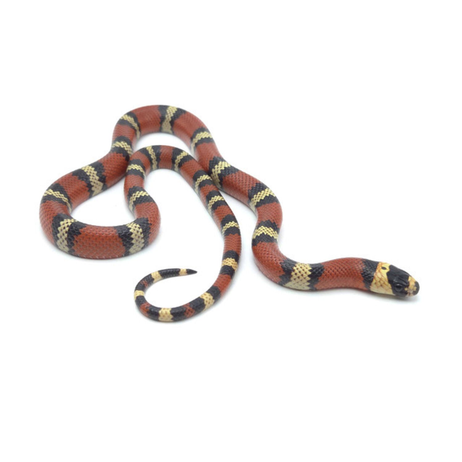 Assorted Milksnake