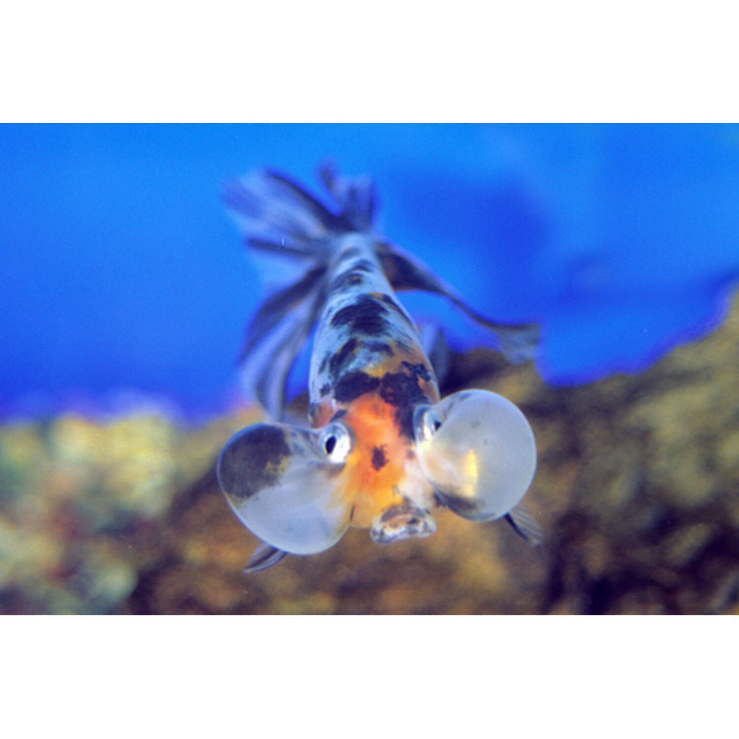 Calico Bubble Eye Goldfish Regular