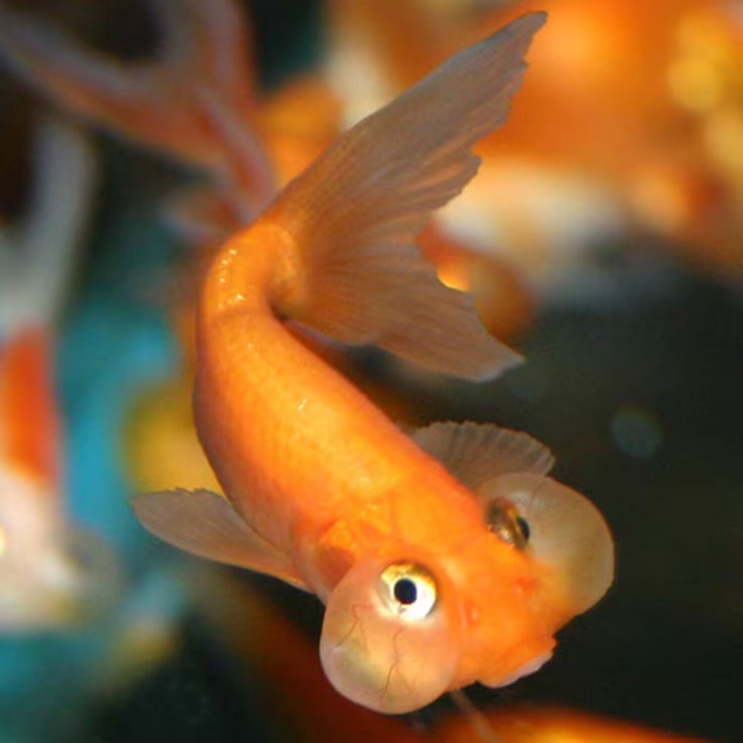 Assorted Bubble Eye Goldfish Regular