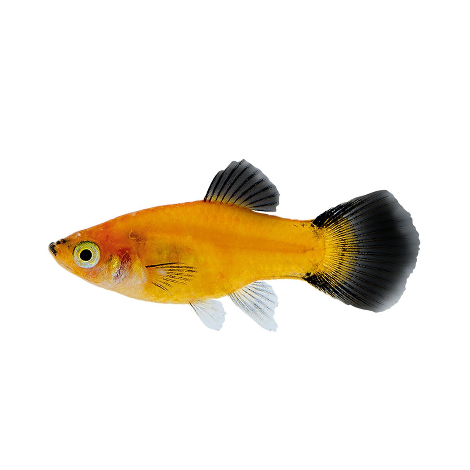 Sunburst Wag Platy - Medium