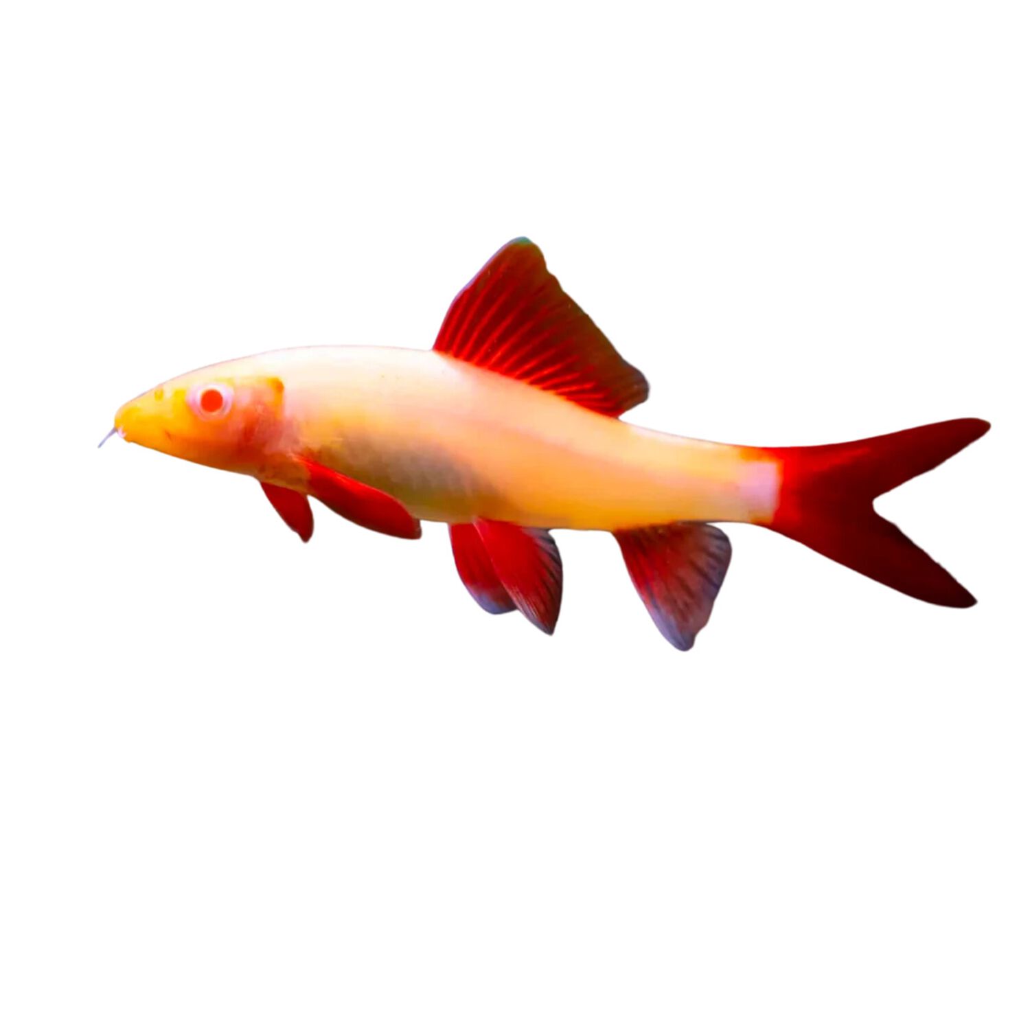 Albino Rainbow Shark - Regular