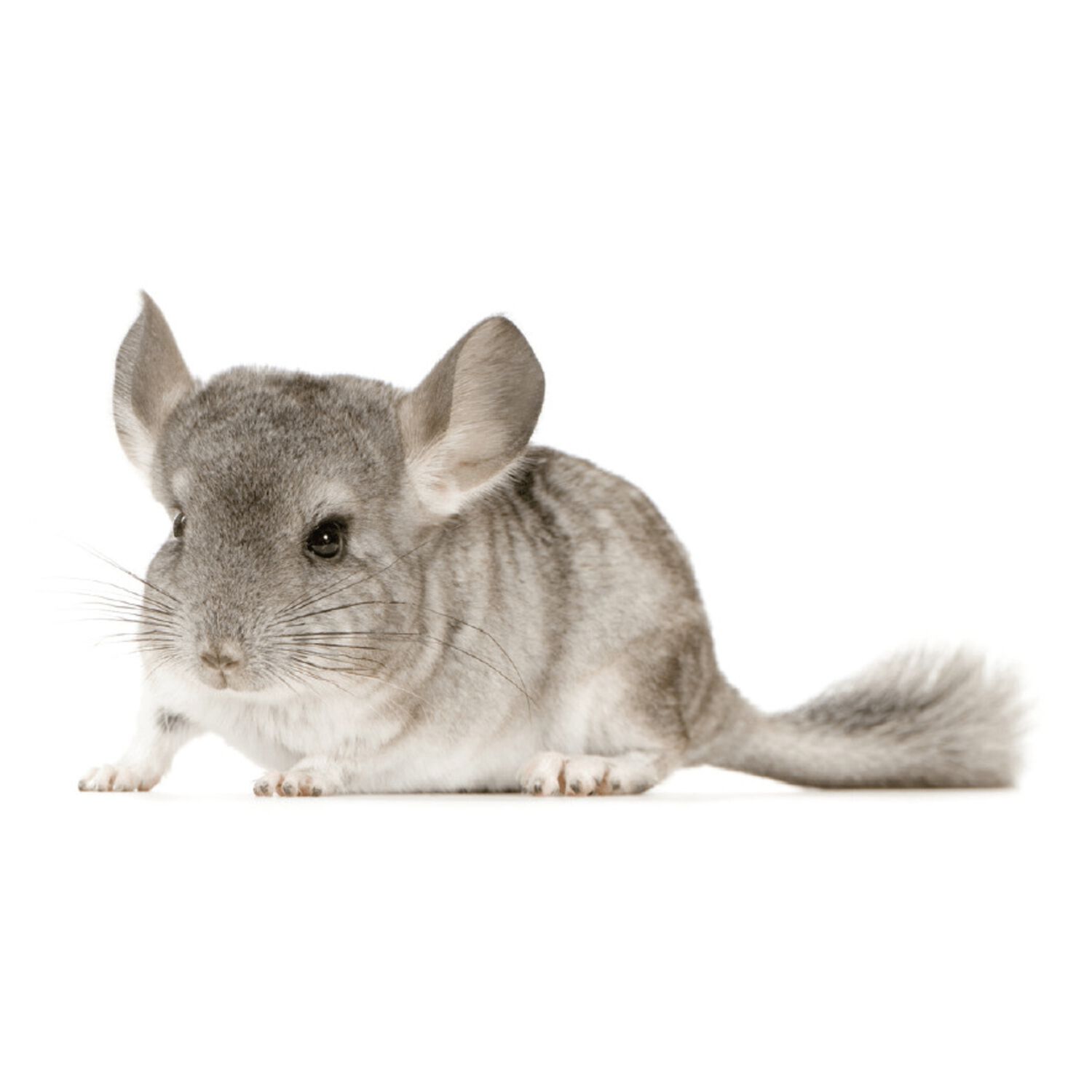 Fancy Chinchilla