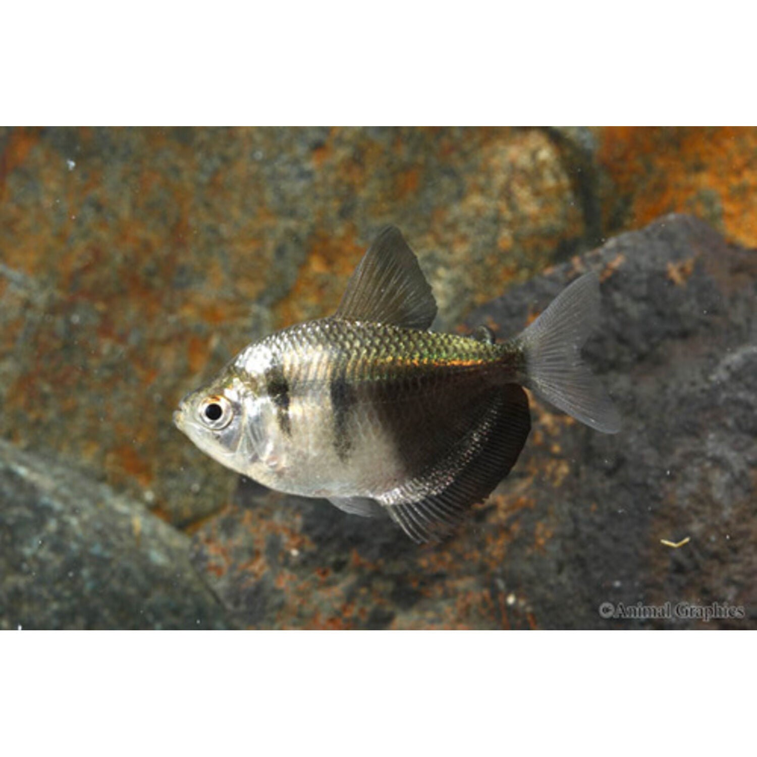 Black Skirt Tetra Regular
