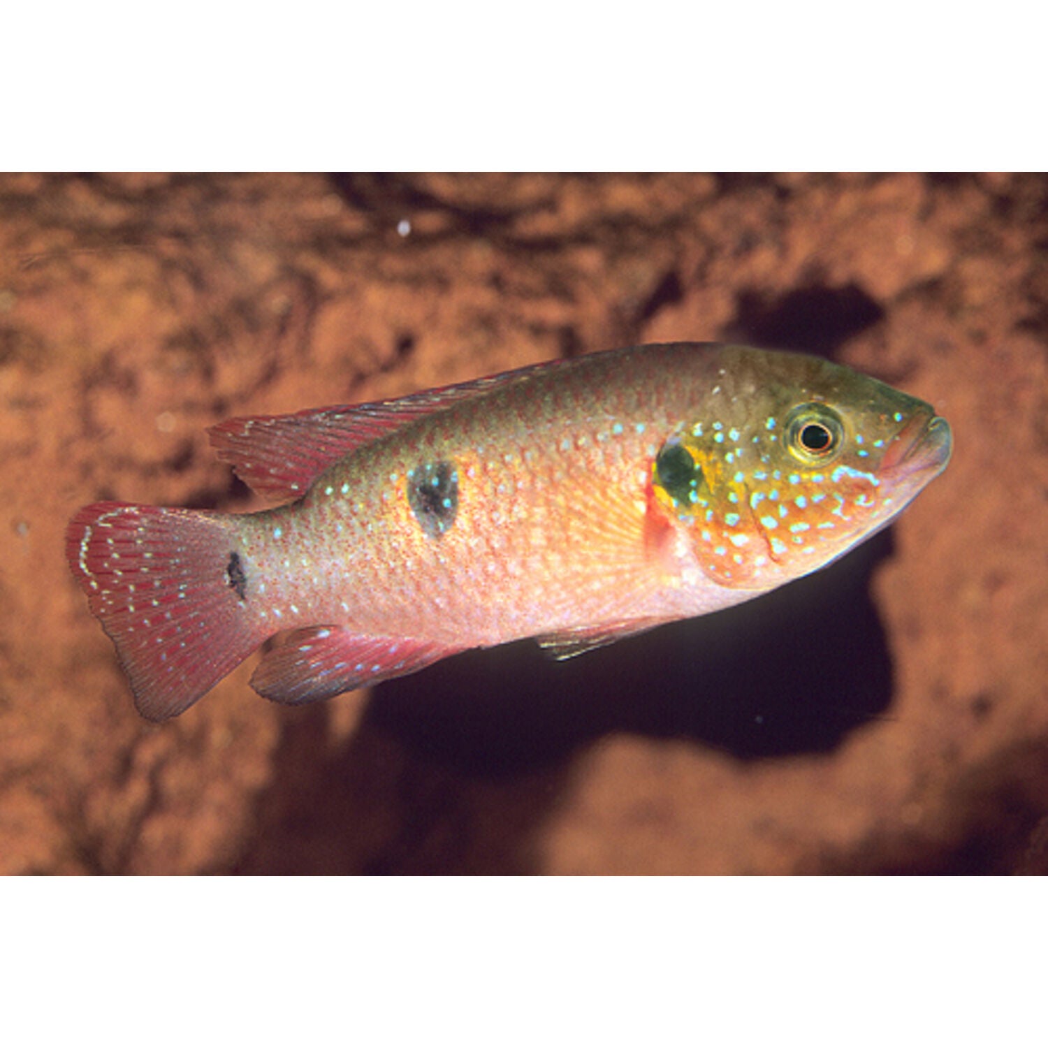 Jewel Cichlid Regular
