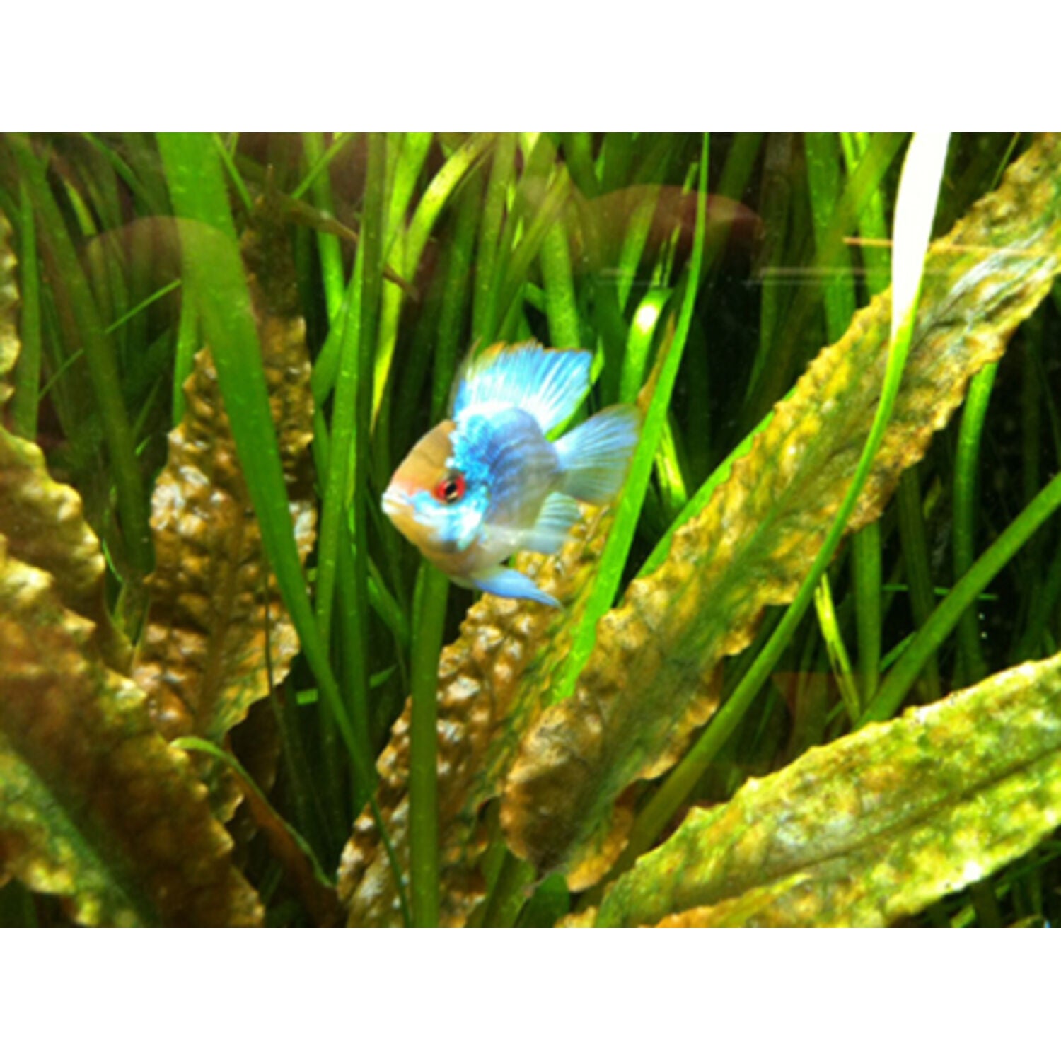 Balloon Electric Blue Ram Cichlid Regular