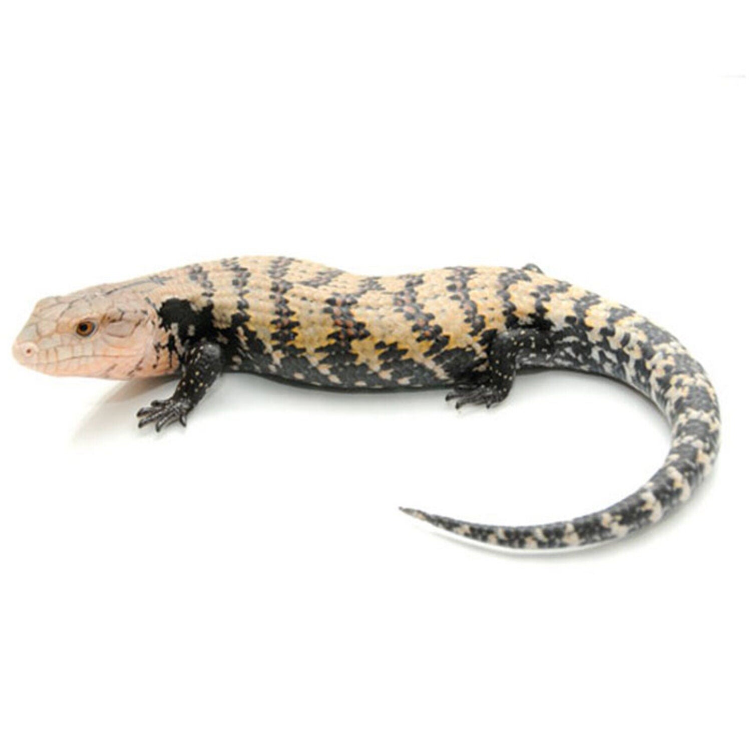 Blue Tongue Skink (Adult)