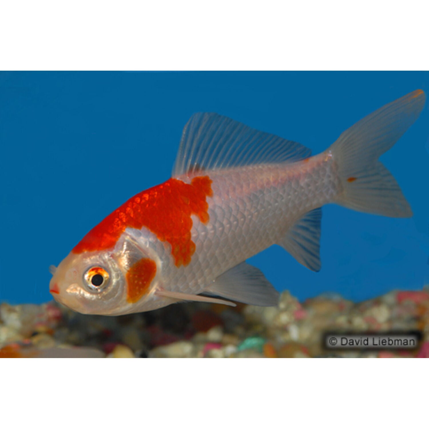 Sarassa Comet Goldfish Medium