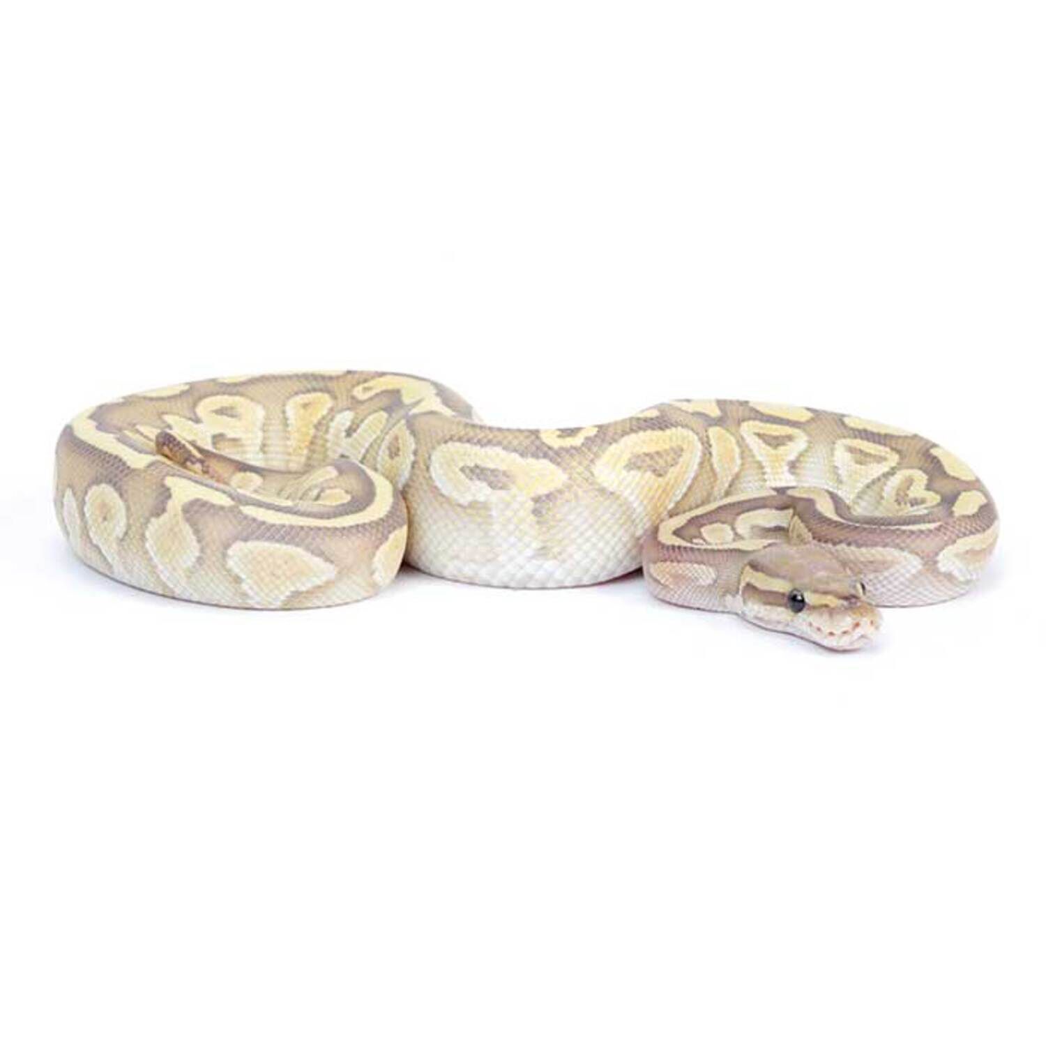 Premium Fancy Ball Python