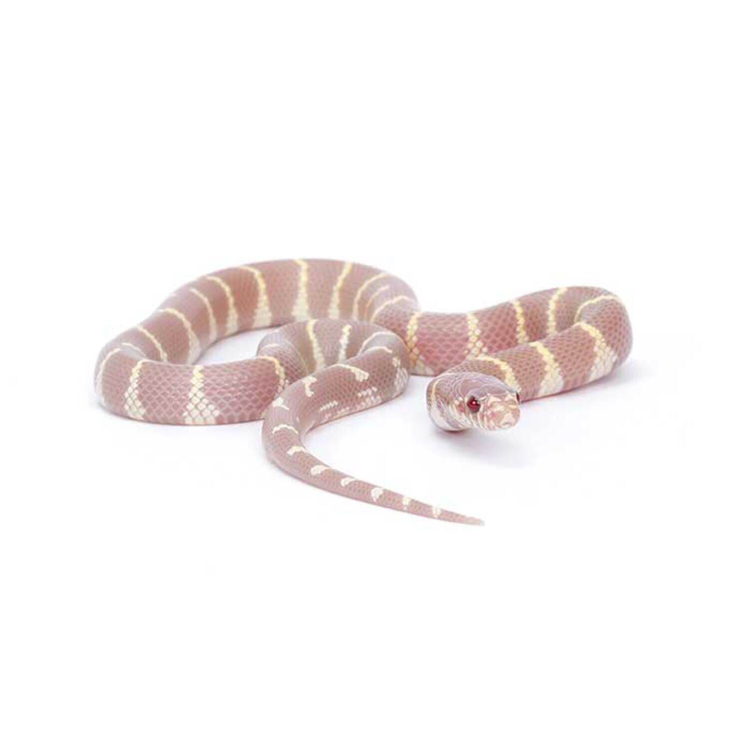 Lavender California Kingsnake