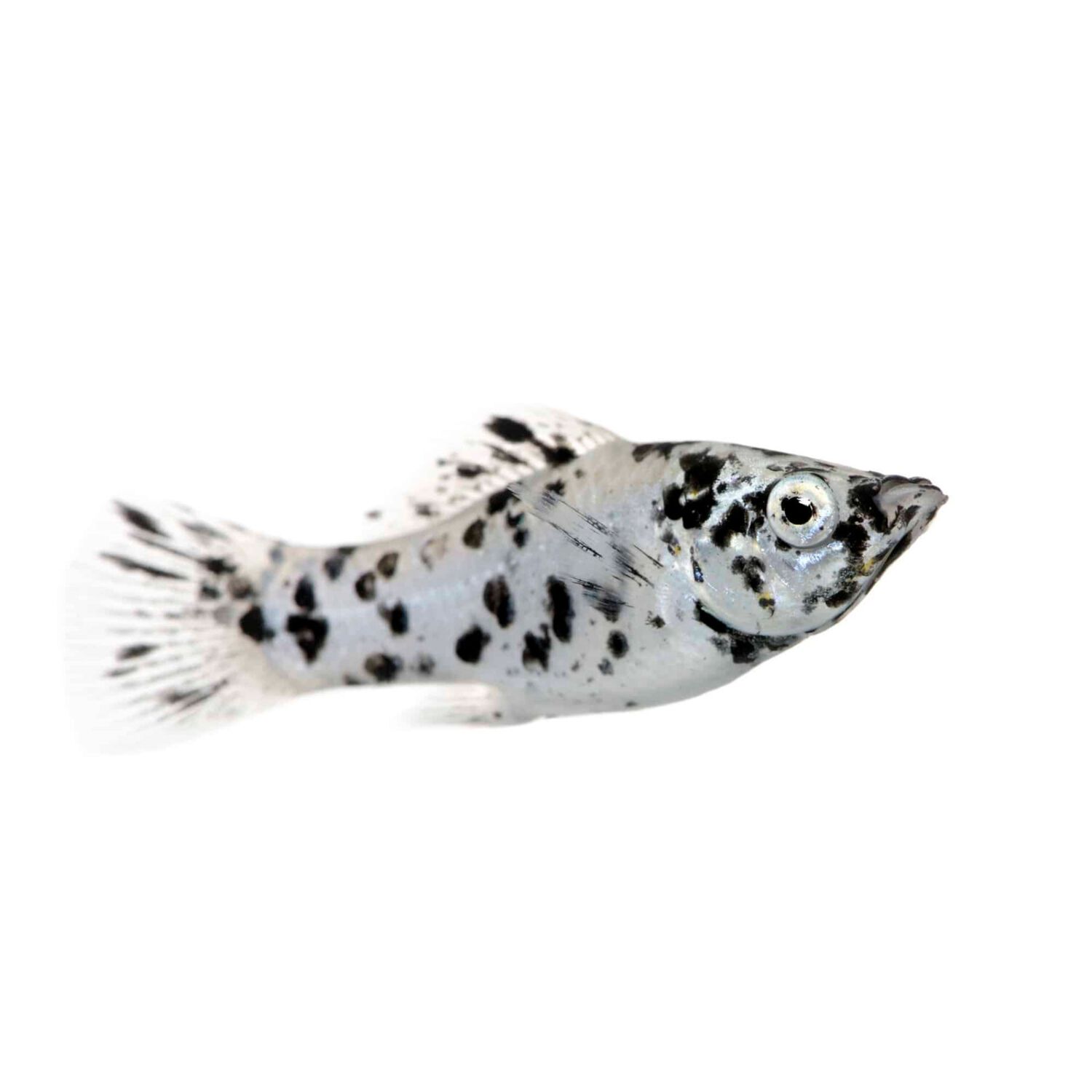 Dalmatian Lyretail Molly