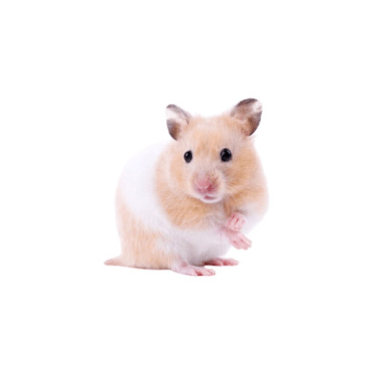 Hamsters