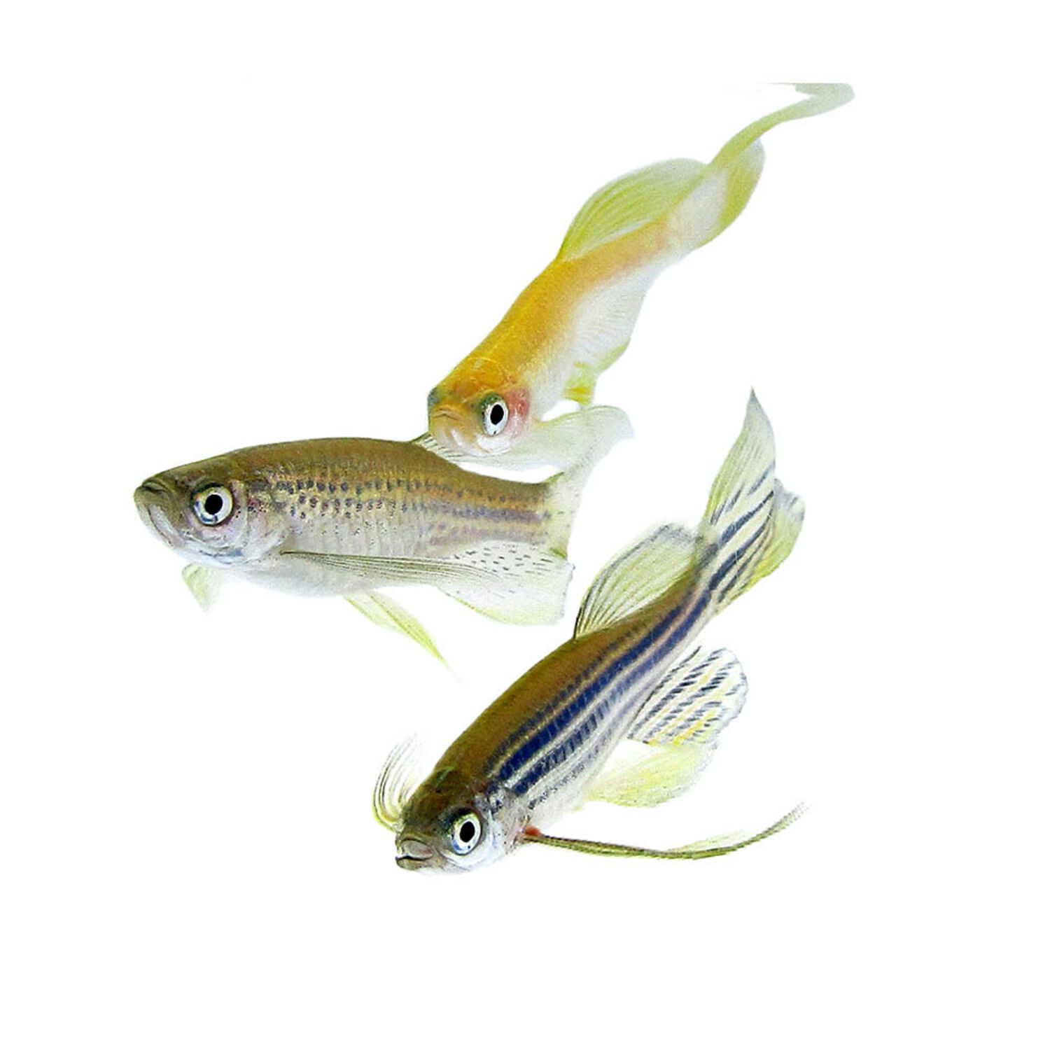 Assorted Longfin Danio