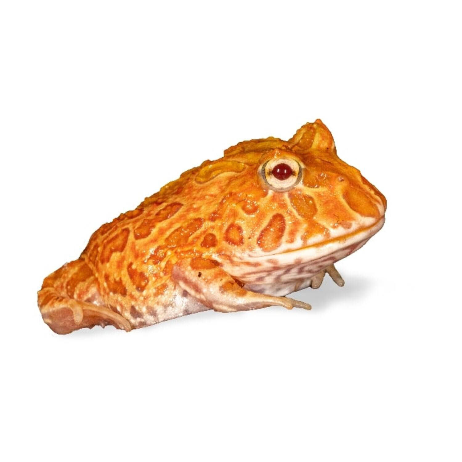 Albino Strawberry/Pineapple Pacman Frog