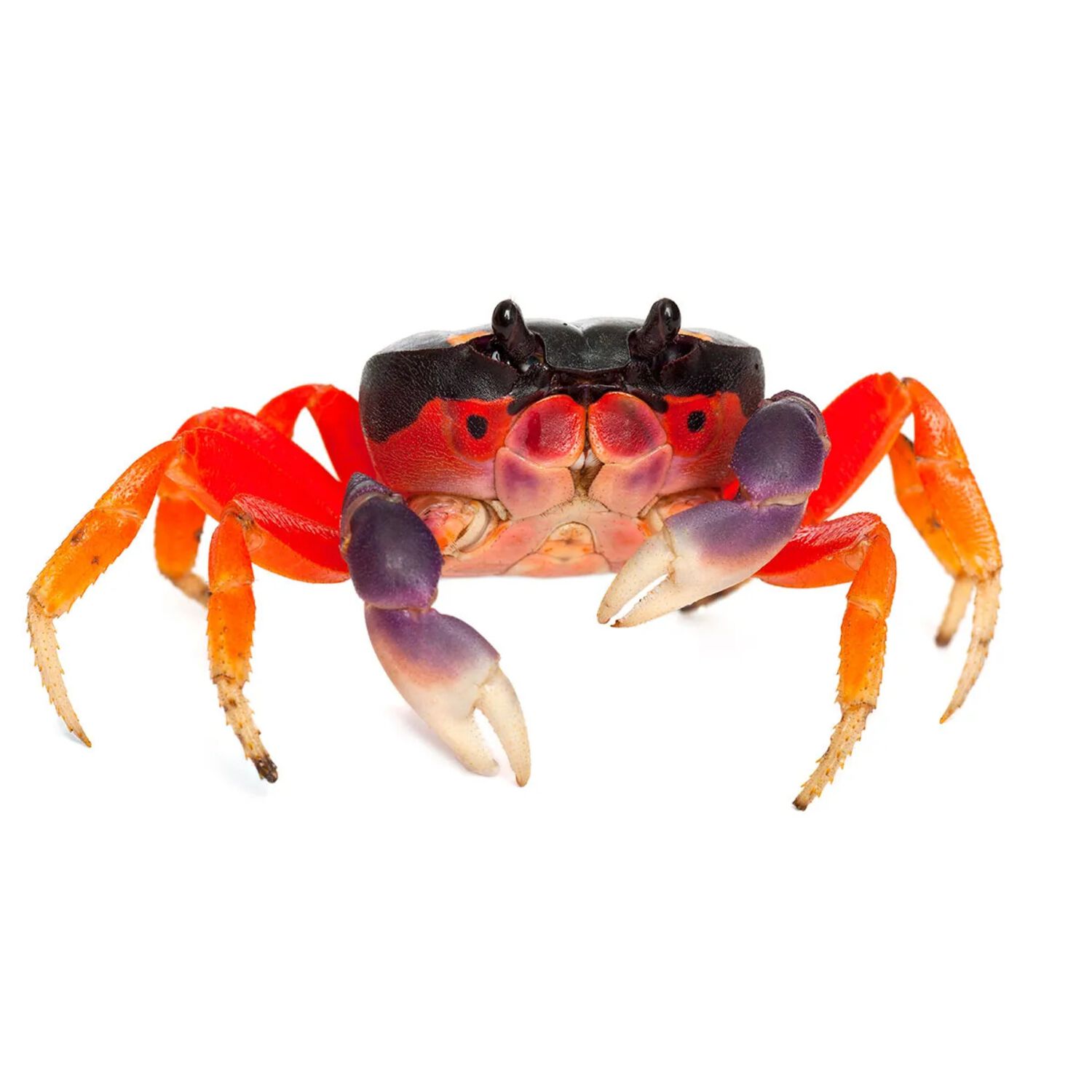 Halloween Crab