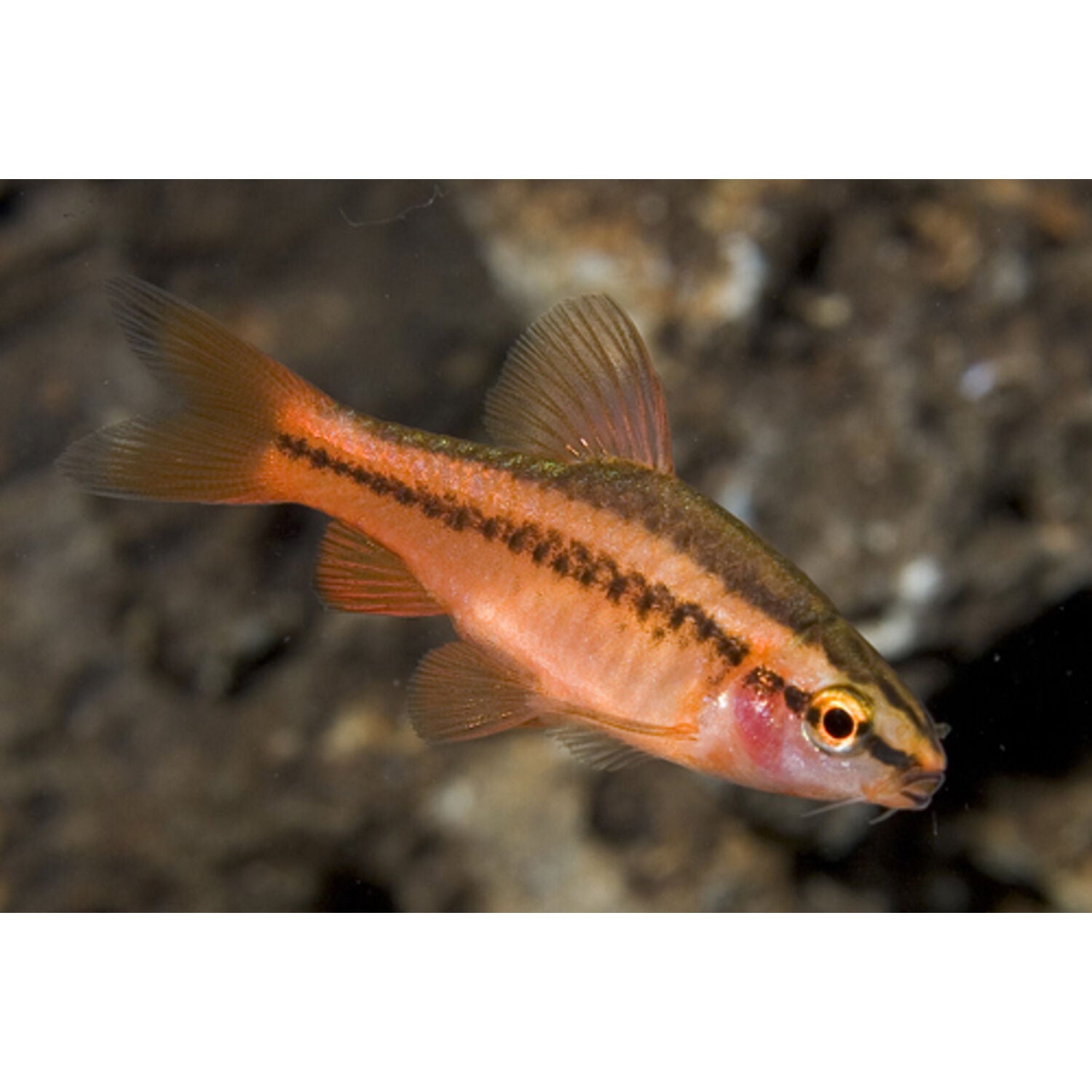 Cherry Barb Regular