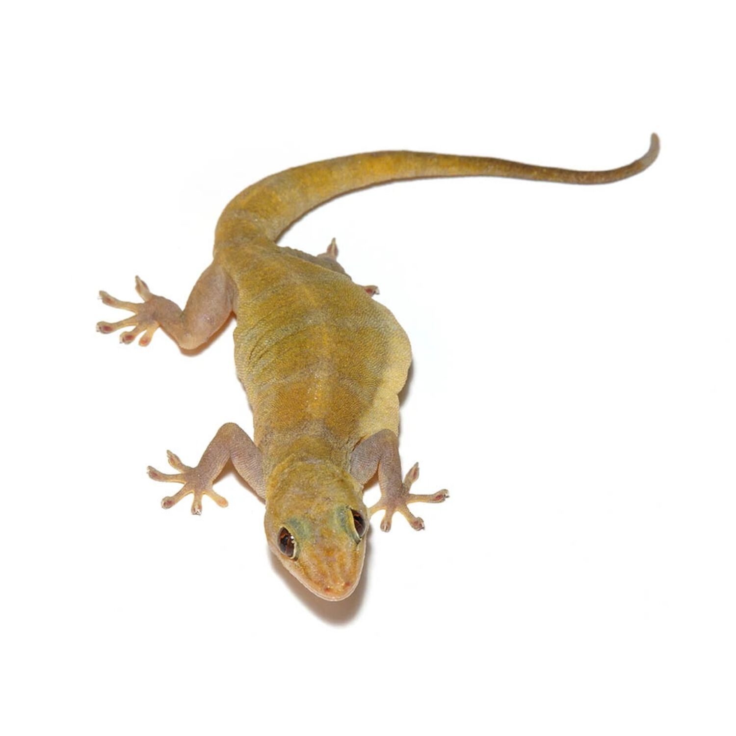 Golden Gecko