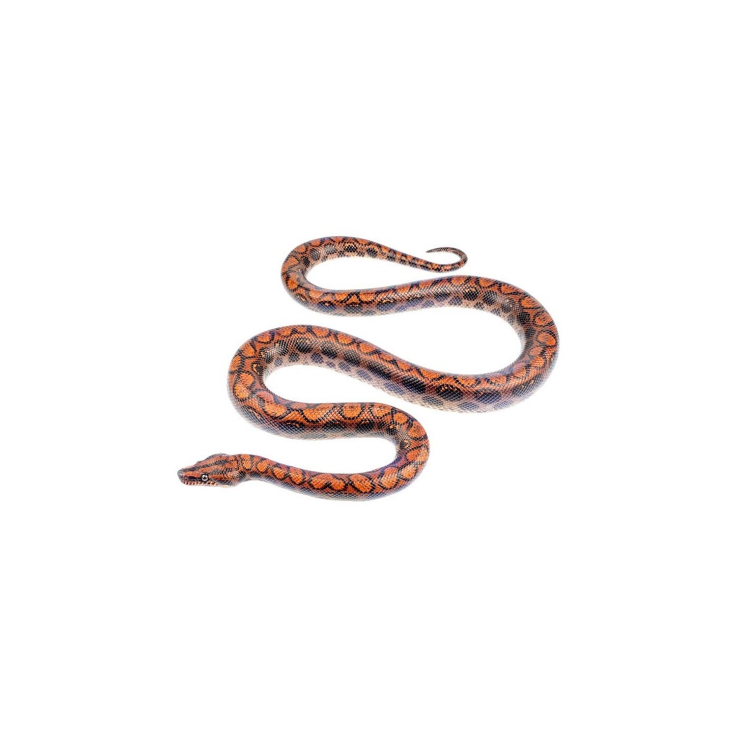 Colombian Rainbow Boa