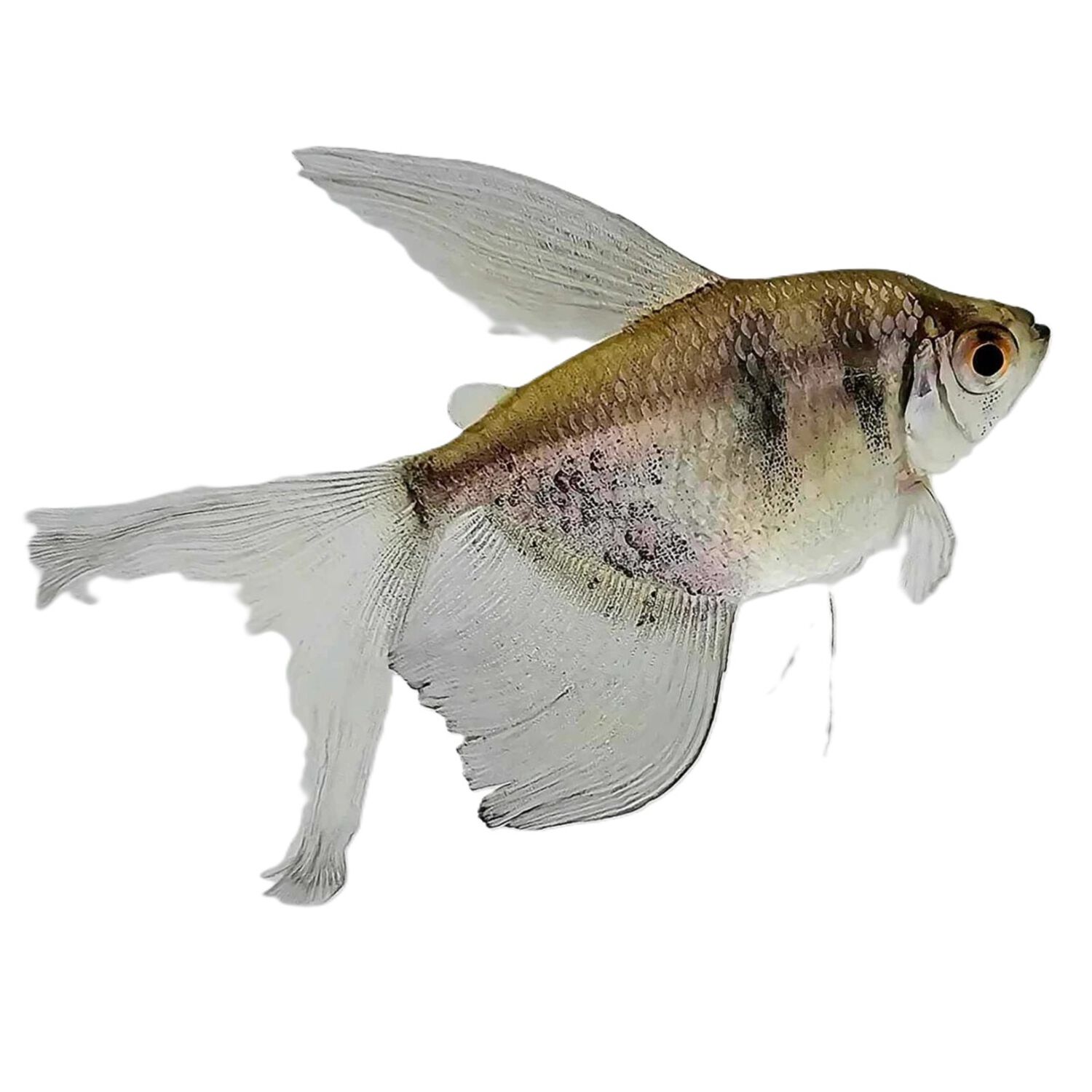 Longfin Black Skirt Tetra