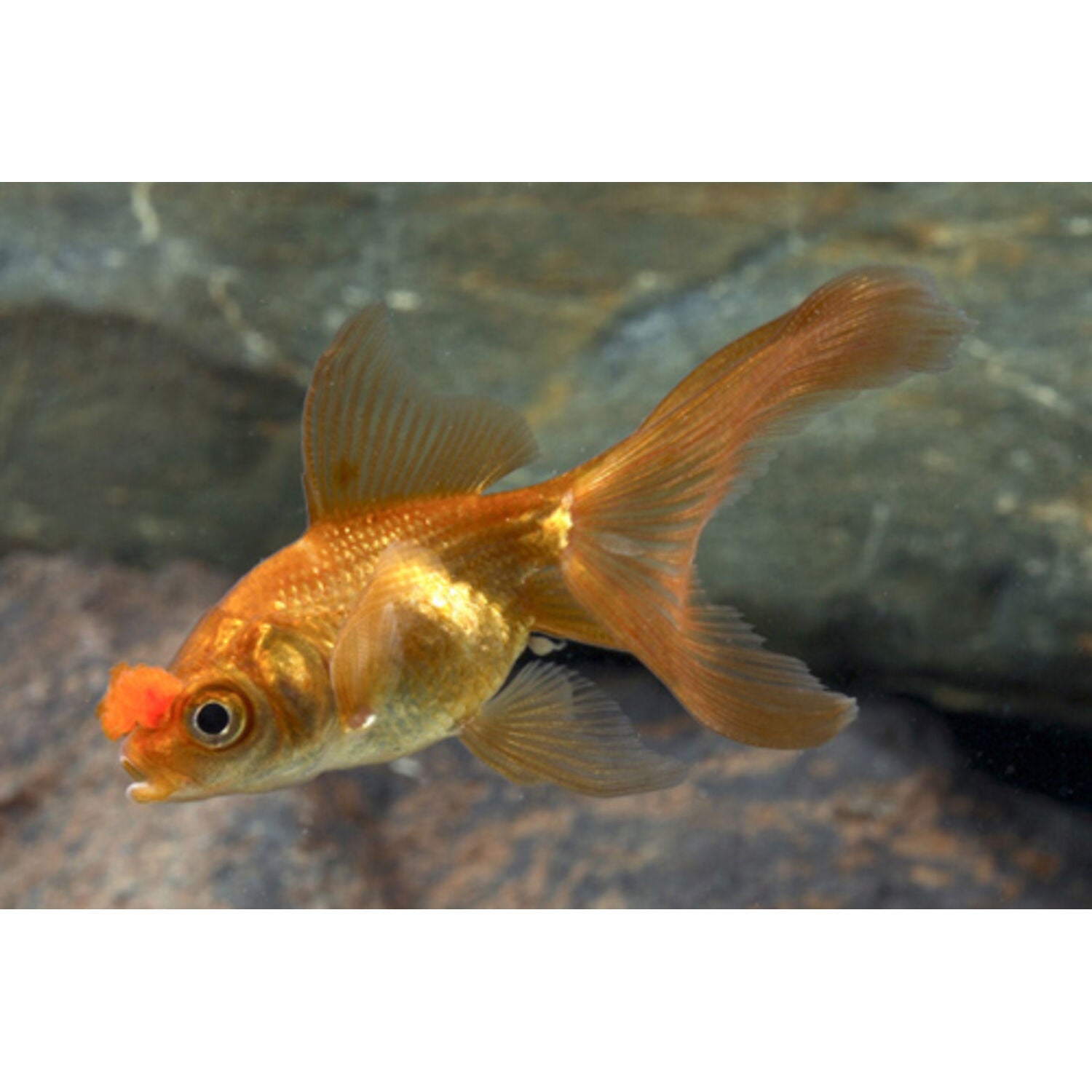Chocolate Pom Pom Oranda Goldfish Regular