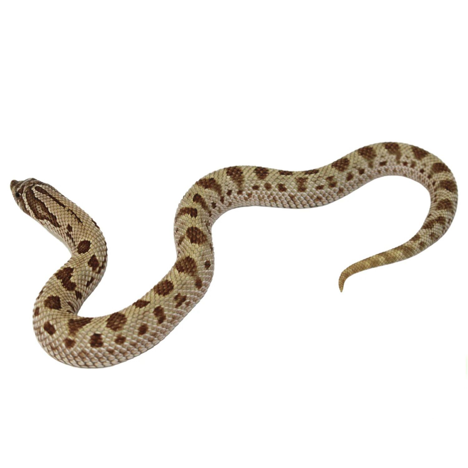 Anaconda Western Hognose Snake