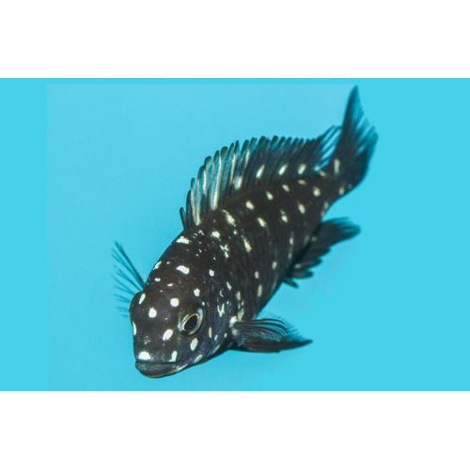 Tropheus Duboisi Cichlid Regular