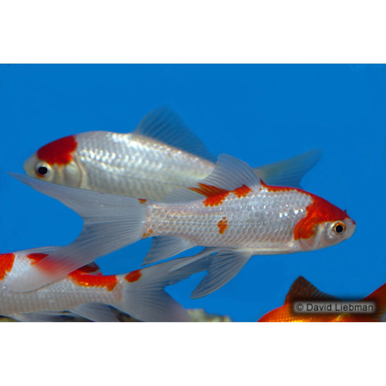 Sarassa Comet Goldfish  Regular