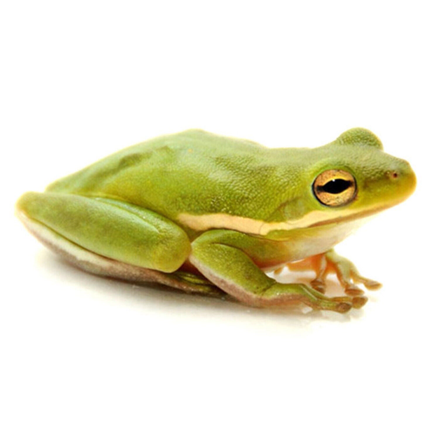 Green Tree Frog