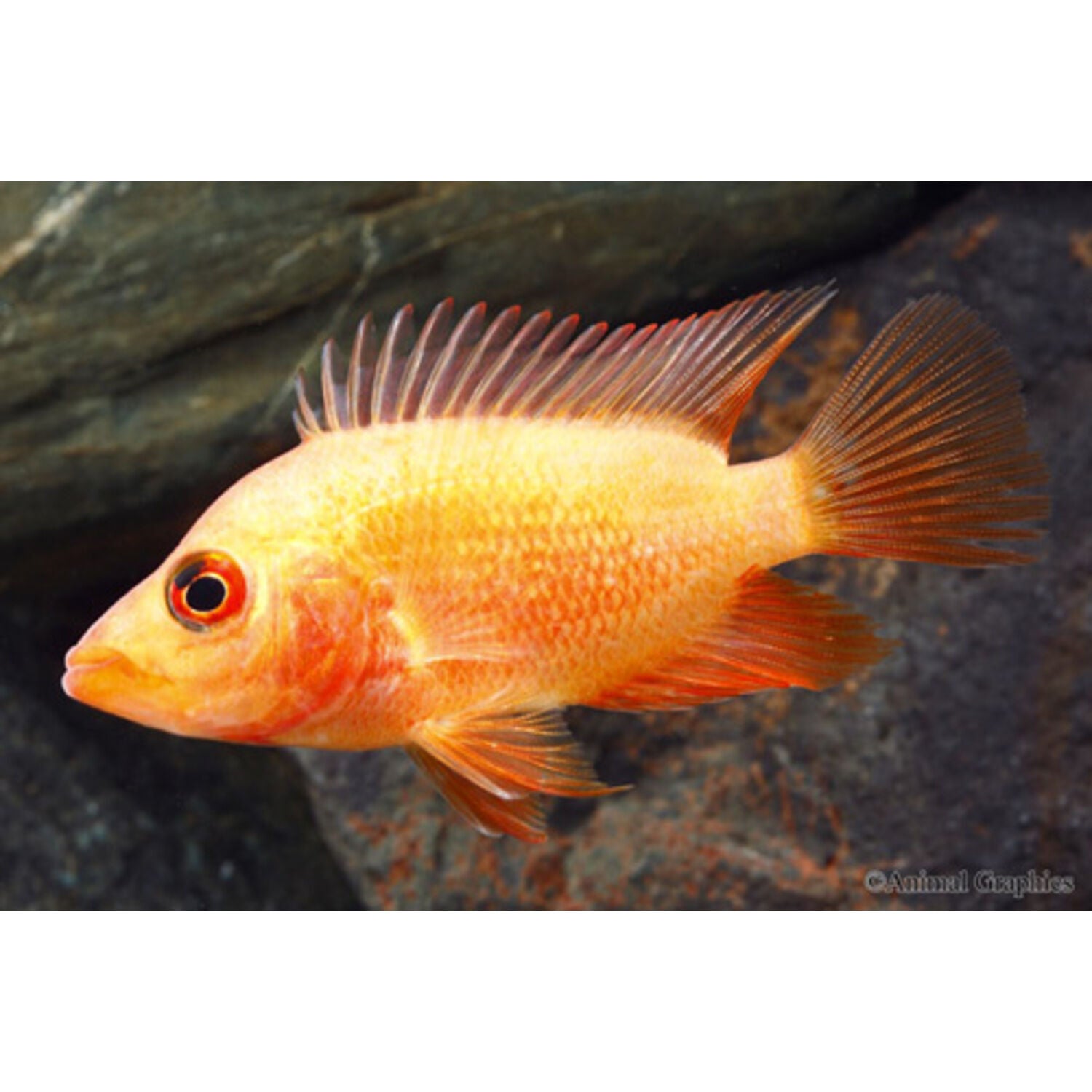 Colored Red Devil Cichlid Medium