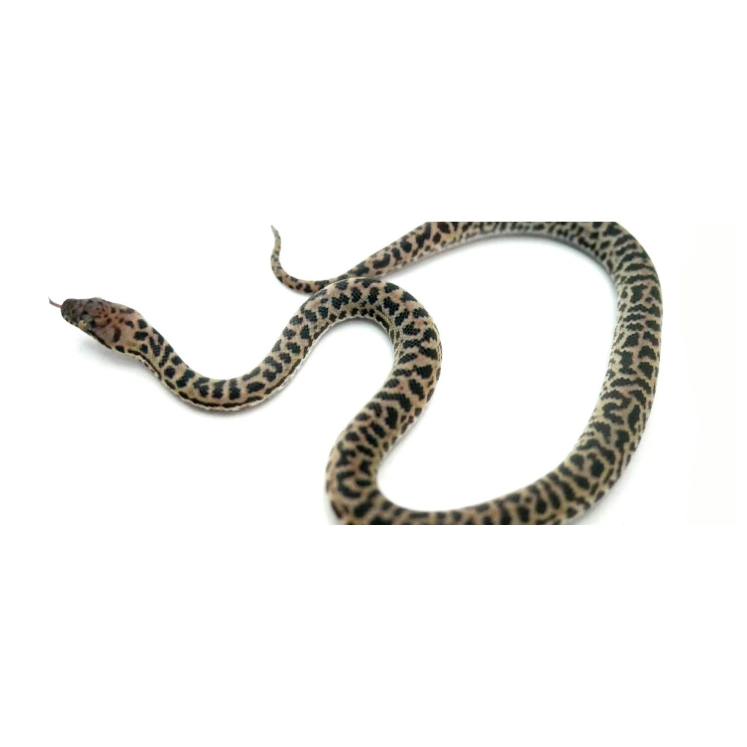 Spotted Python (Captive-Bred Baby)