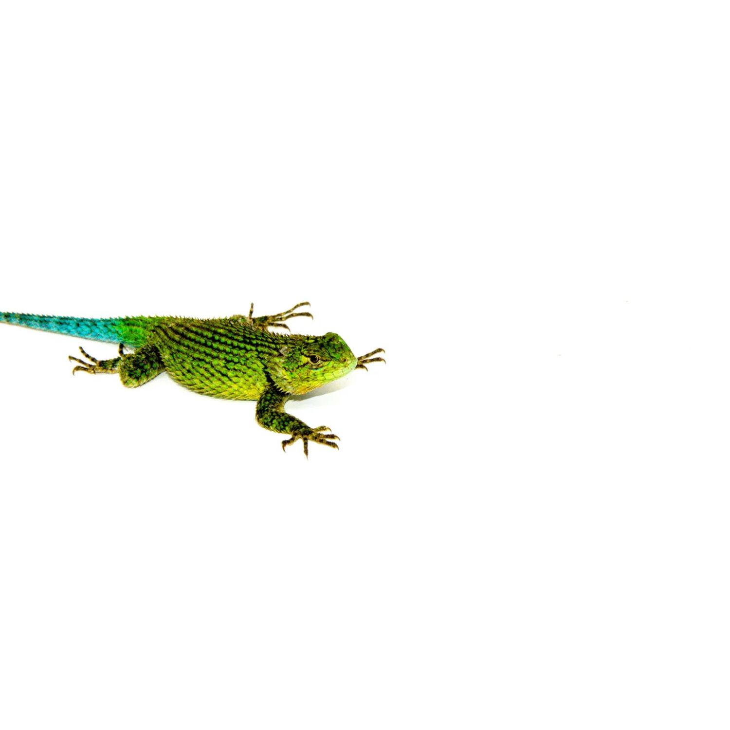 Emerald Swift
