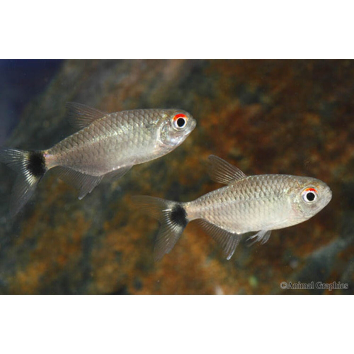 Red Eye Tetra Regular