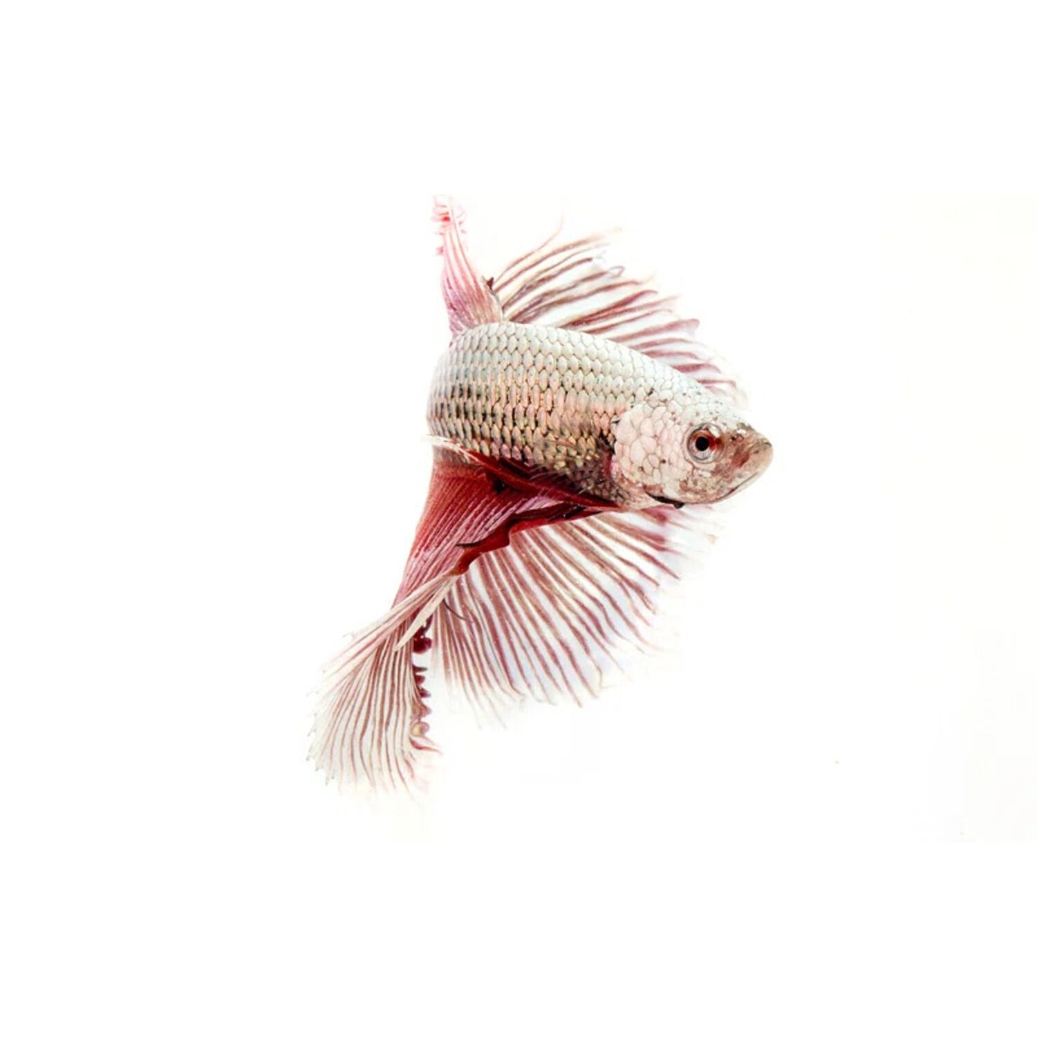 Dumbo Dragonscale Betta