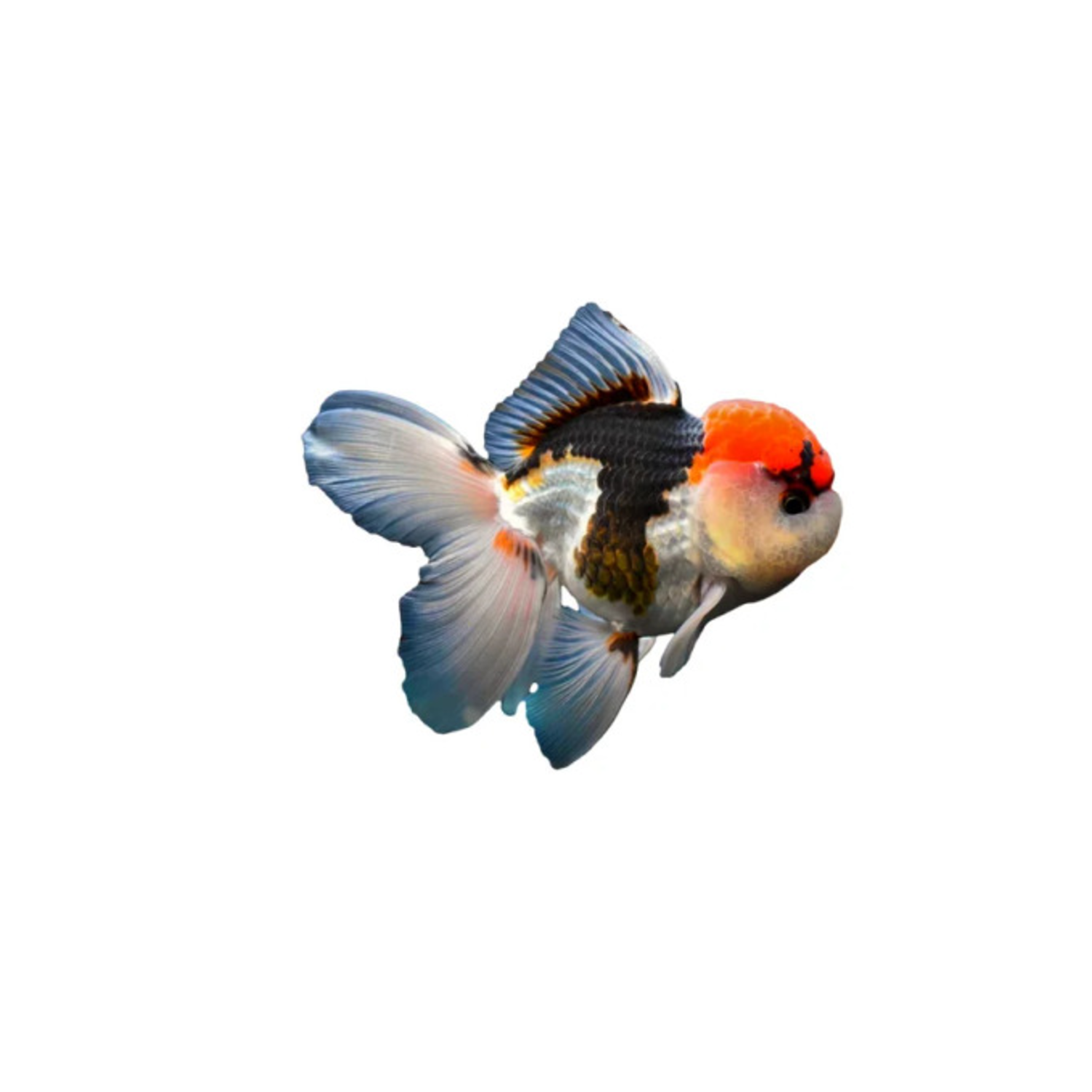 Assorted Oranda Goldfish - Small