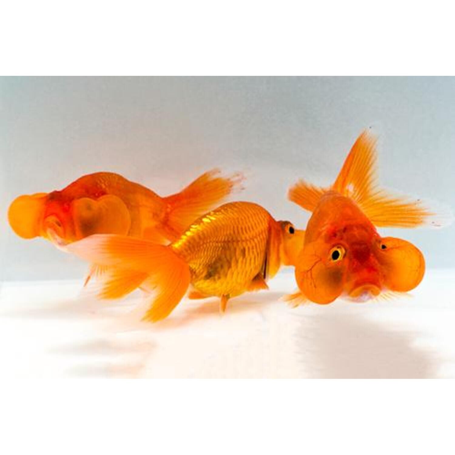 Red Bubble Eye Goldfish Regular