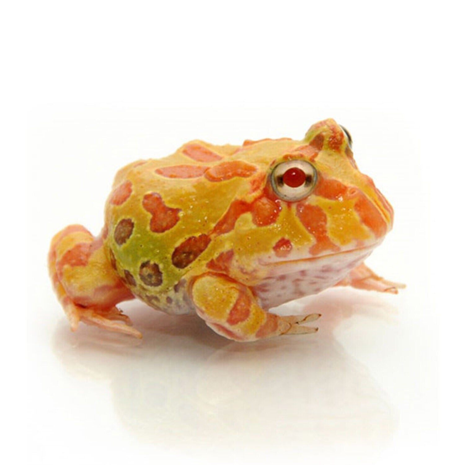 Albino Pacman Frog