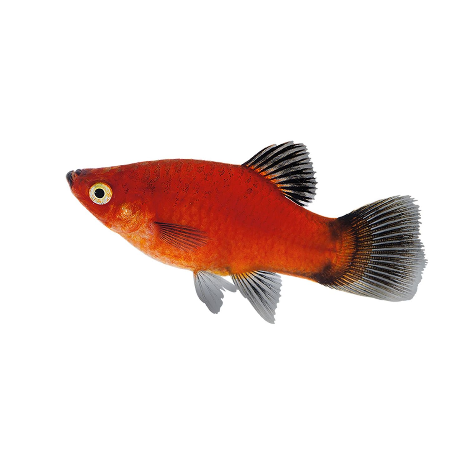 Red Wag Platy - Medium