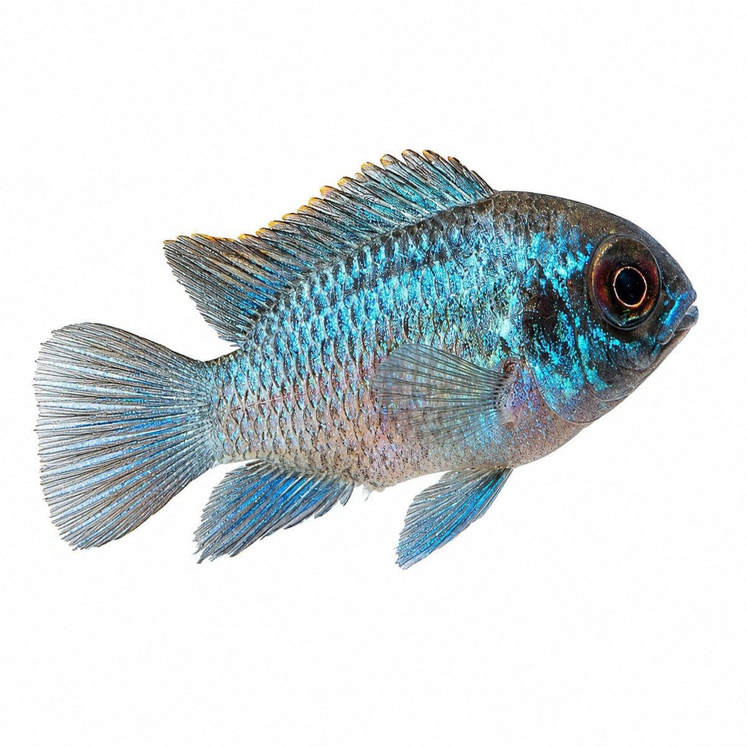 Electric Blue Acara - Regular
