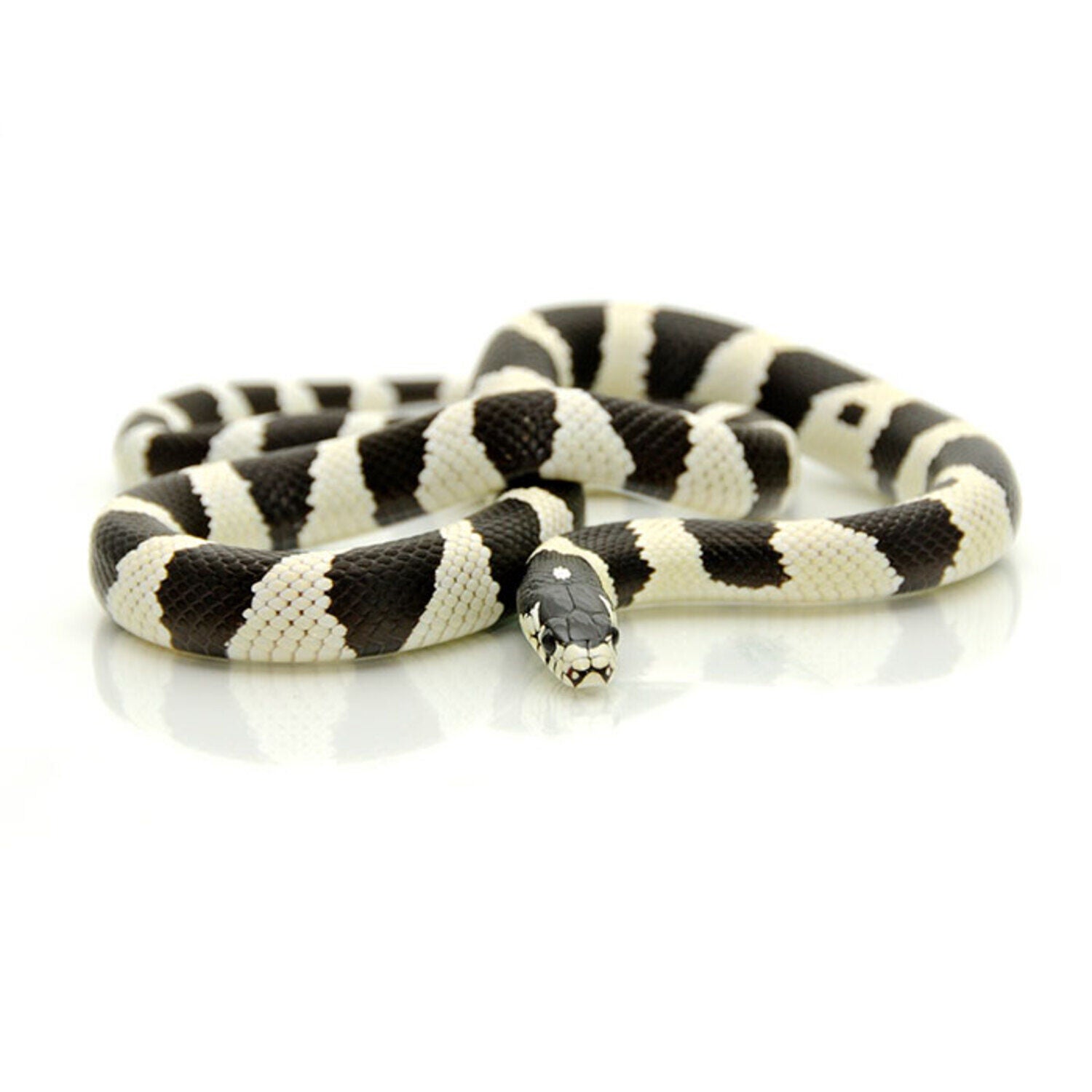 Assorted California Kingsnake