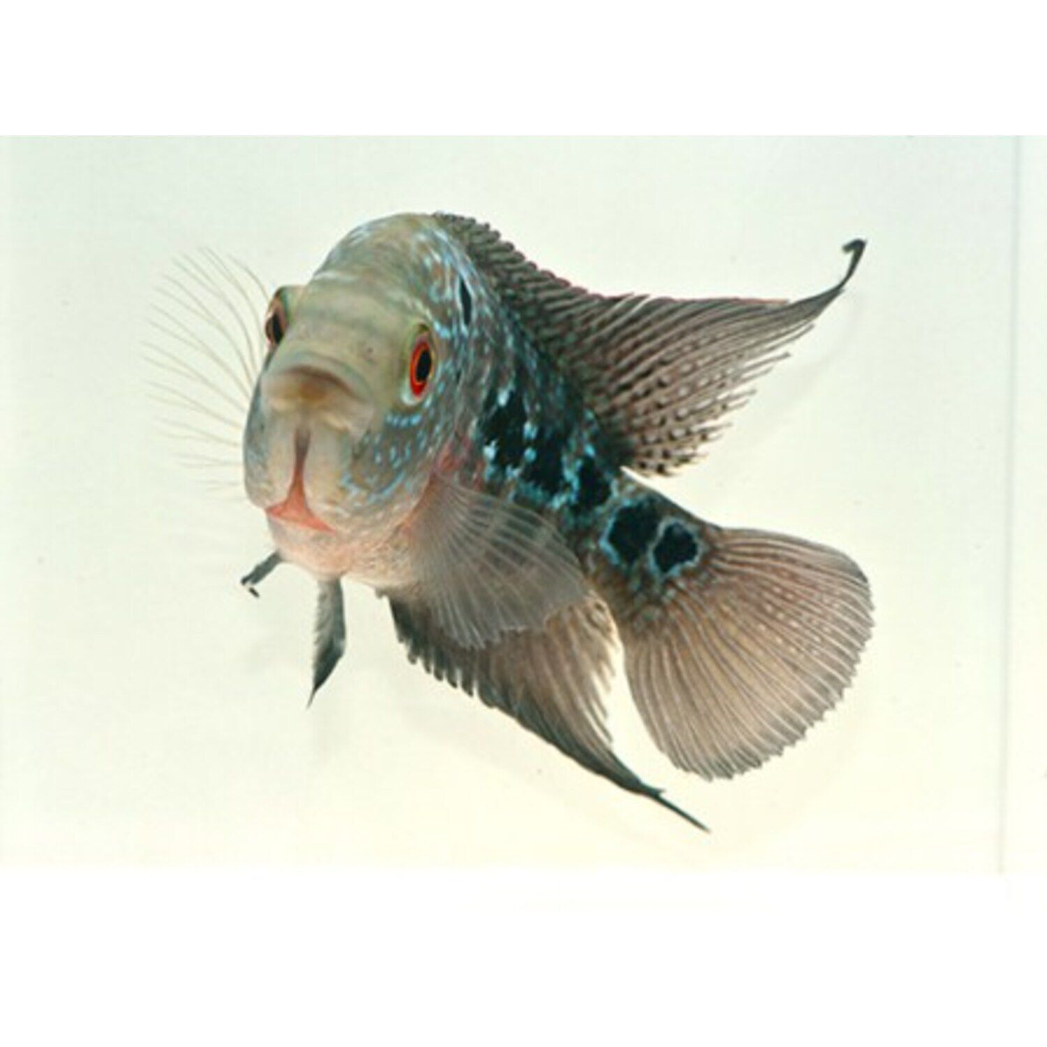 Flowerhorn Cichlid Regular