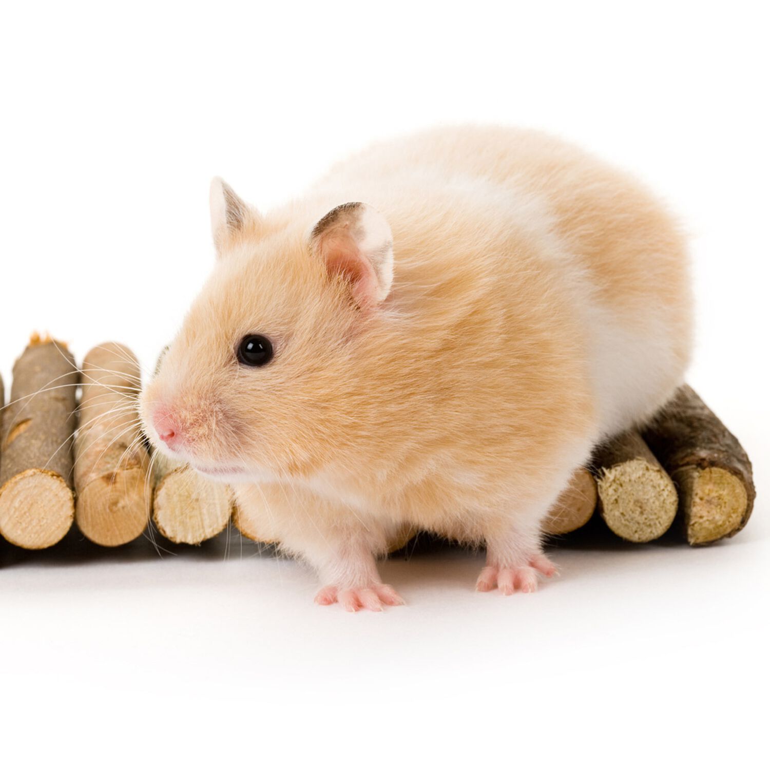 Teddy Bear Premium Hamster