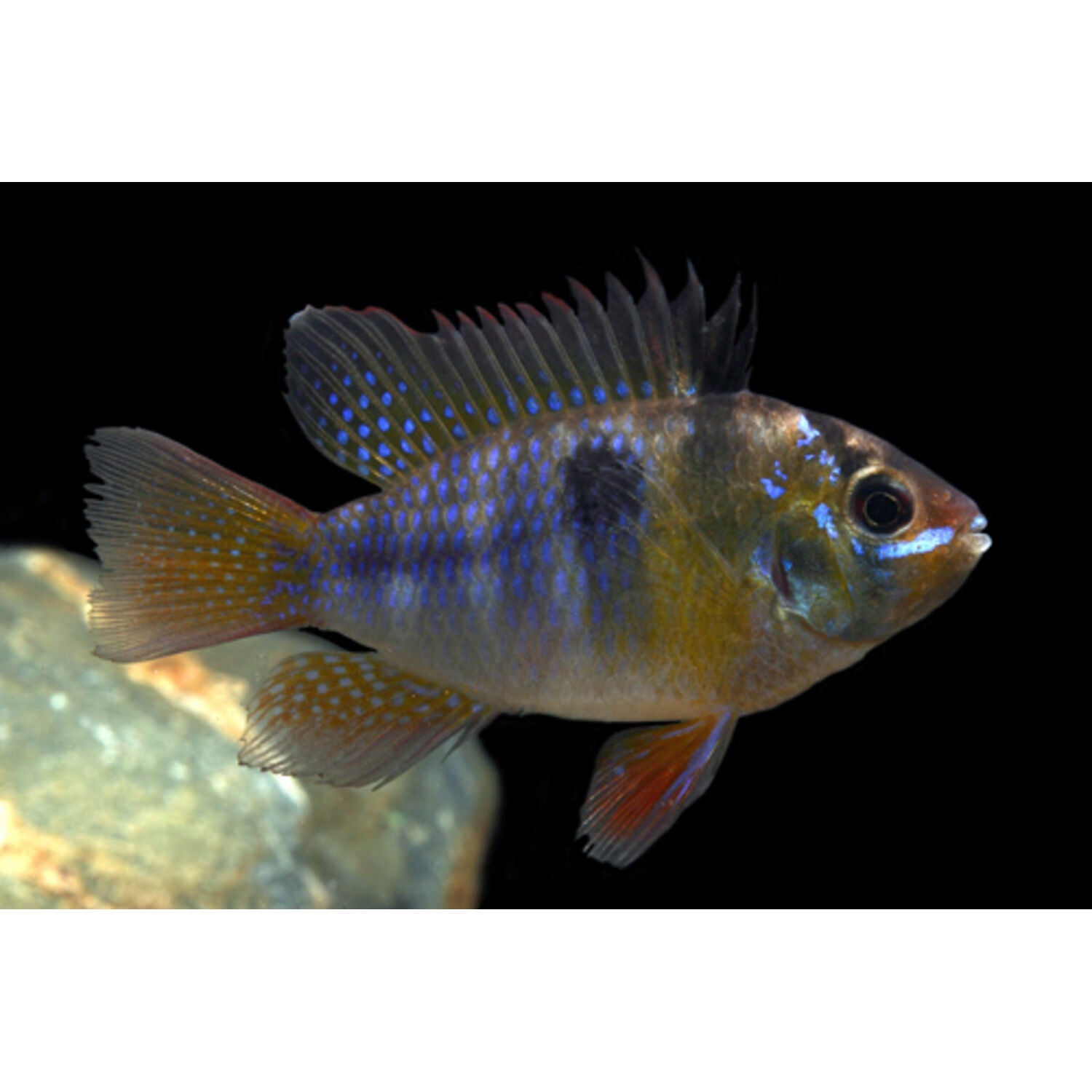 German Blue Ram Cichlid Regular