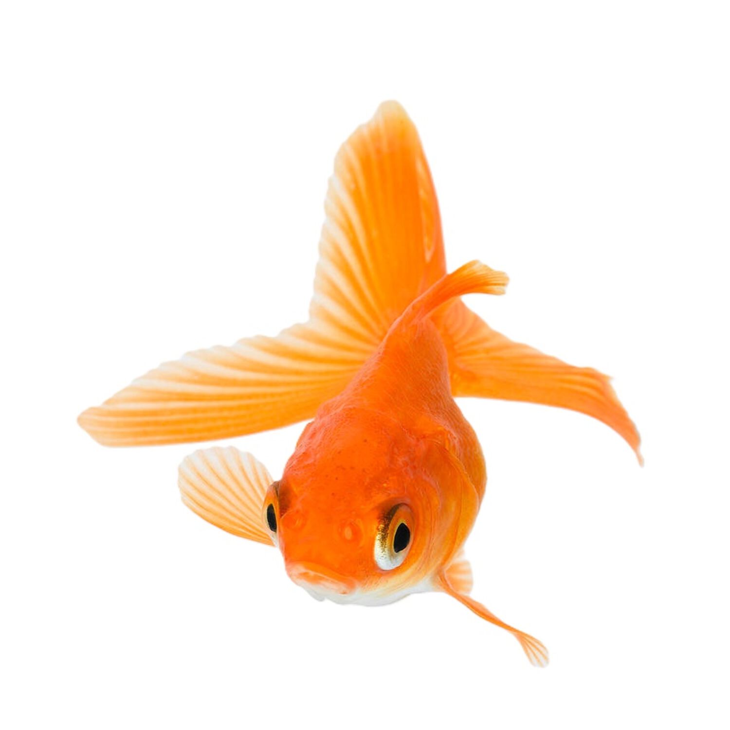 Red Fantail Goldfish - Regular