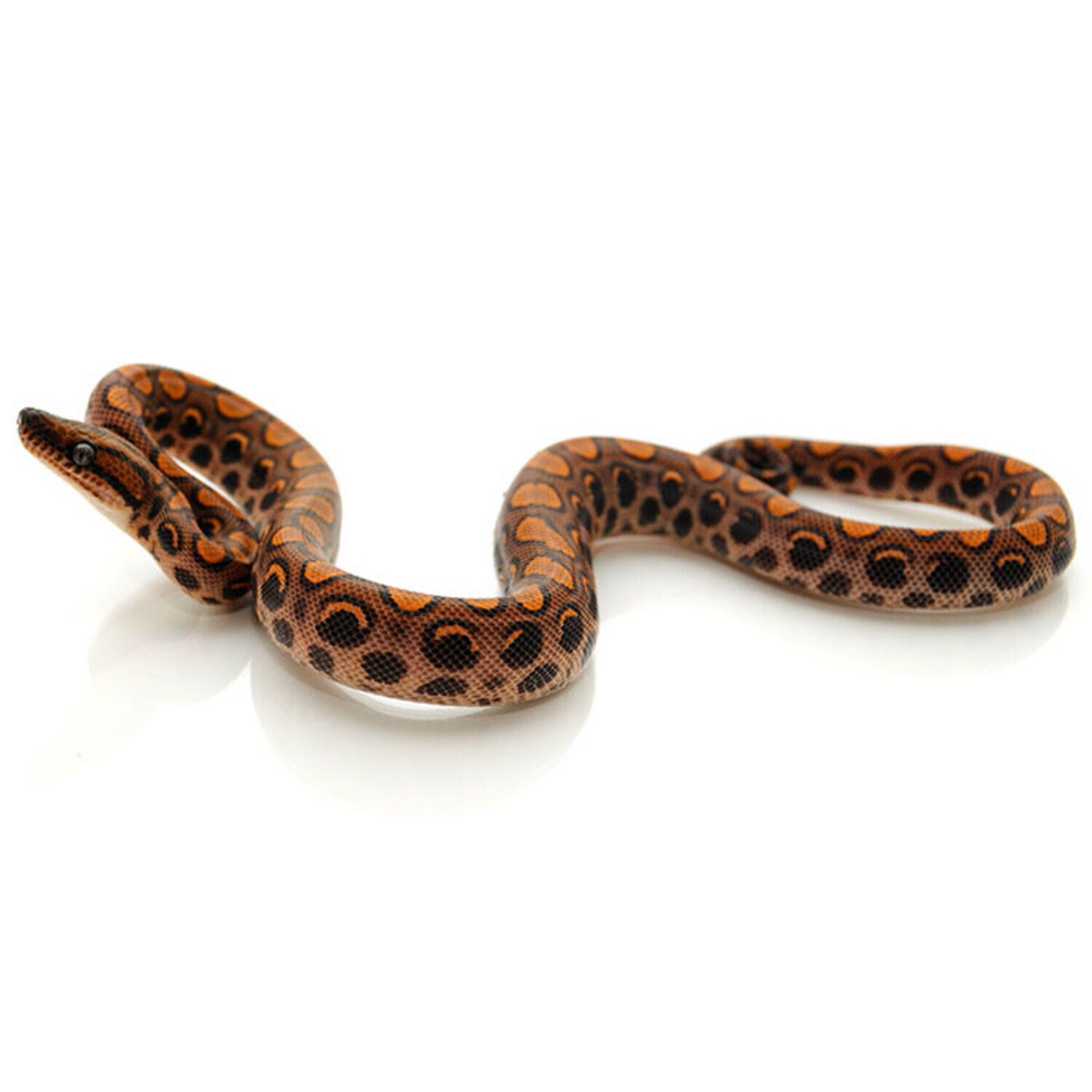 Brazilian Rainbow Boa