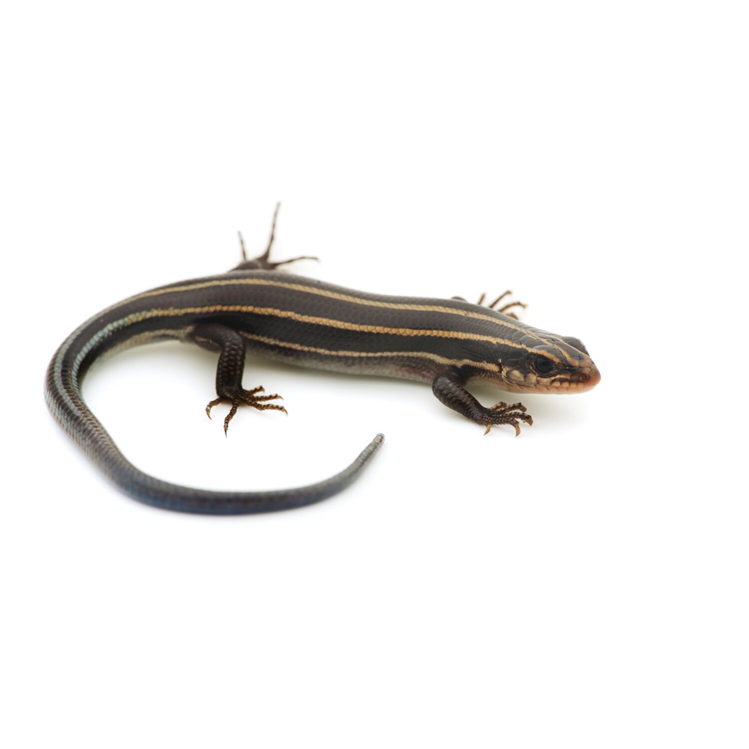 Assorted Skink