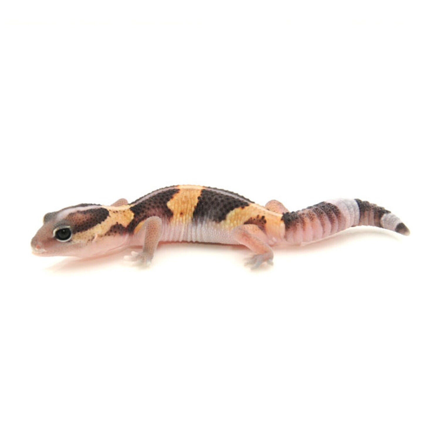 African Fat-Tailed Gecko