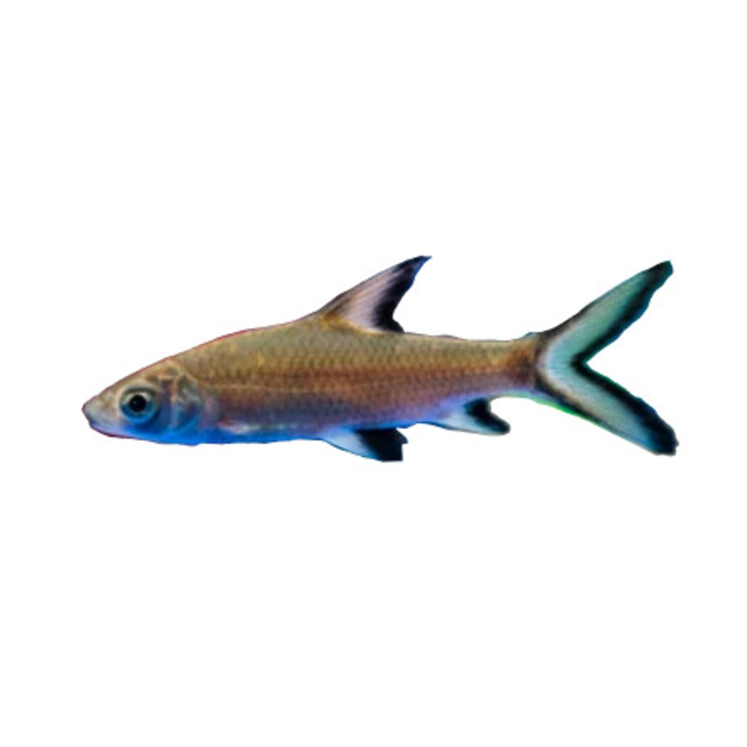 Bala Shark - Regular