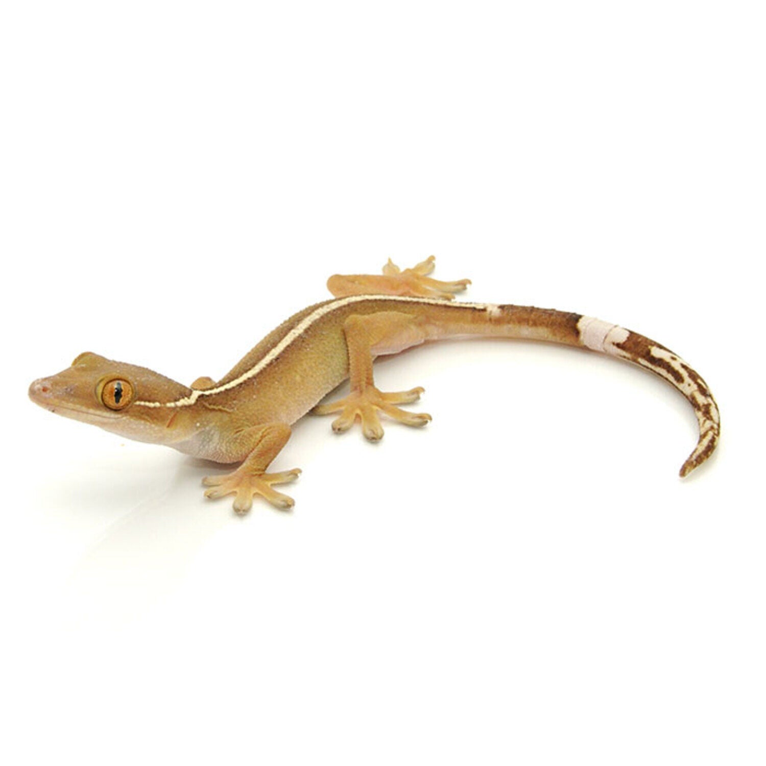 White Line Gecko