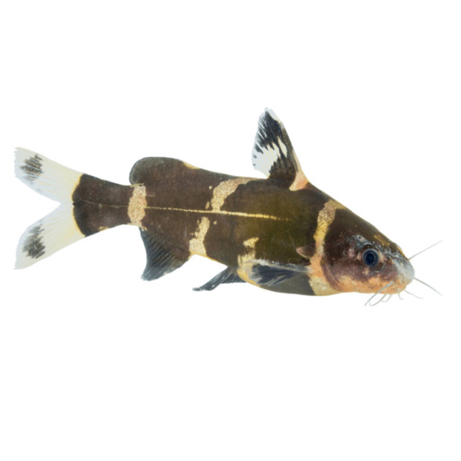 Clown Loach - Small