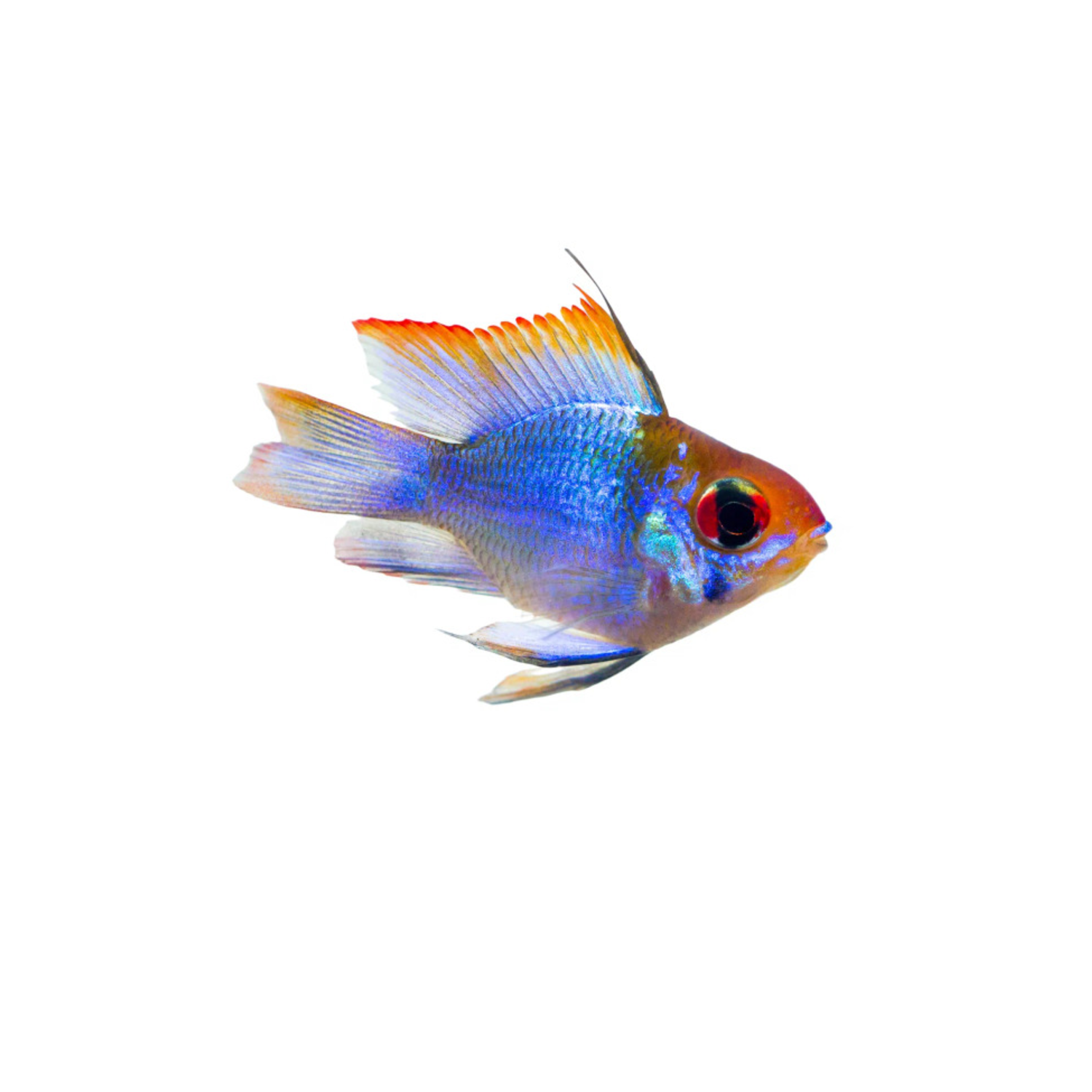 Blue Ram Cichlid - Regular