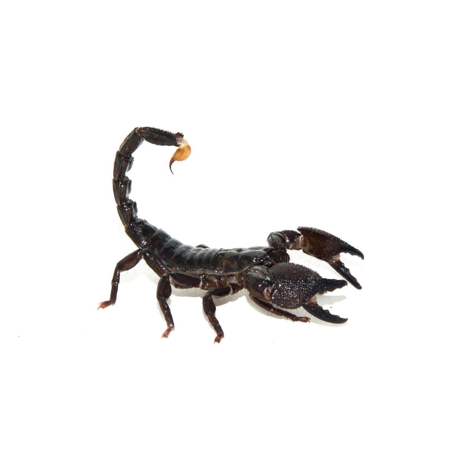 Emperor Scorpion